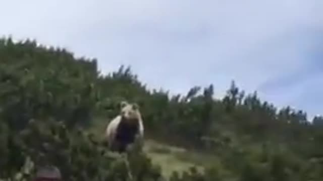 WTF - Wild brown bear following him.