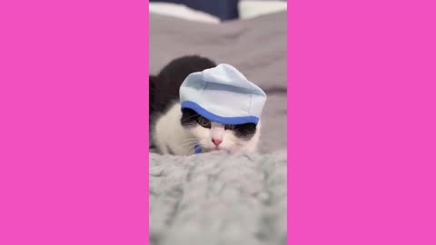 Funny cat