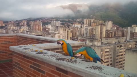 Guacamayas de caracas y bello Avila