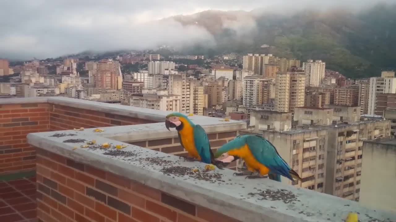 Guacamayas de caracas y bello Avila