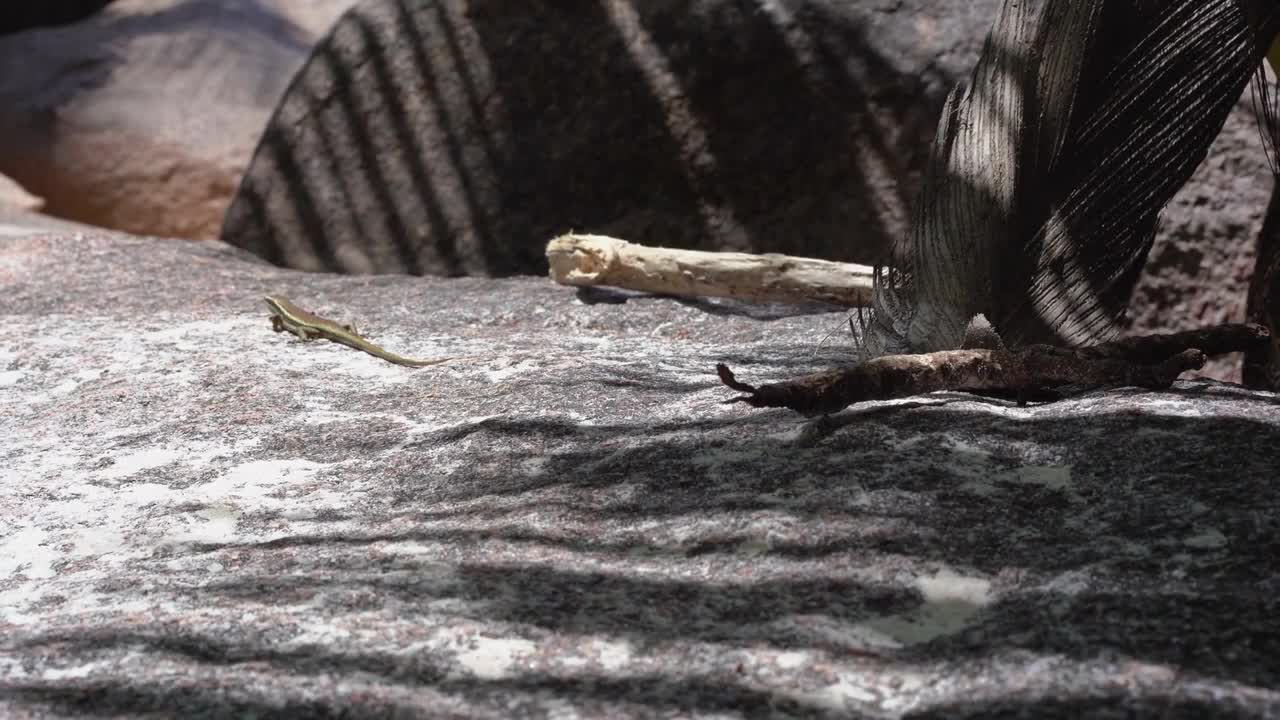 Seychelles. Praslin Island. Lizard runs on the ground of the island located in the Indian Ocean