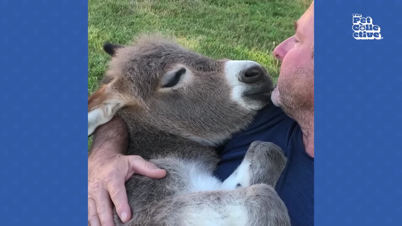 The CUTEST Baby Farm Animals! 🦙😻 - 20 Minutes Of Baby Animals