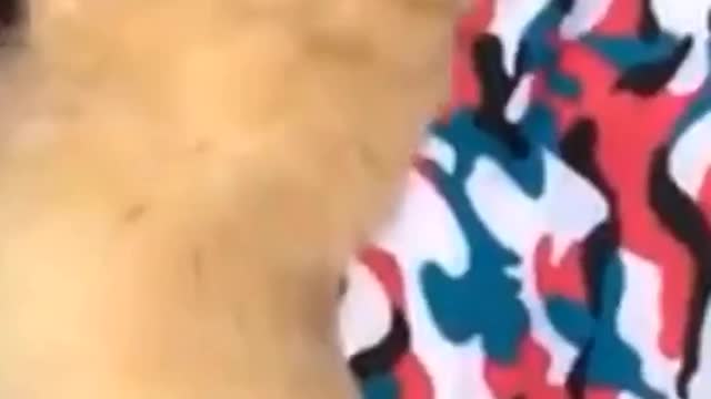 dogs fun