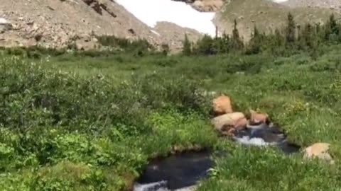 Relaxation at its finest..🐕🐾🏞️😍