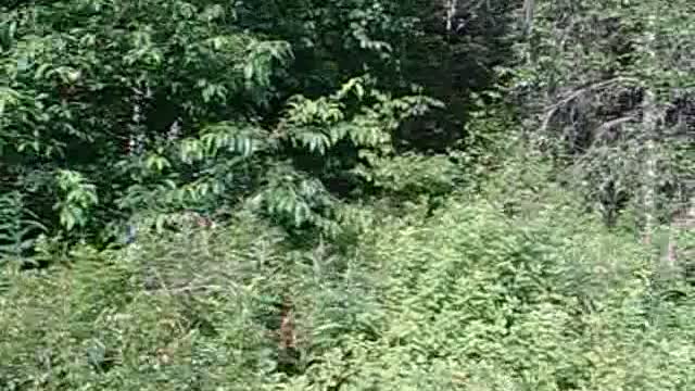 Camp Chick woods 13