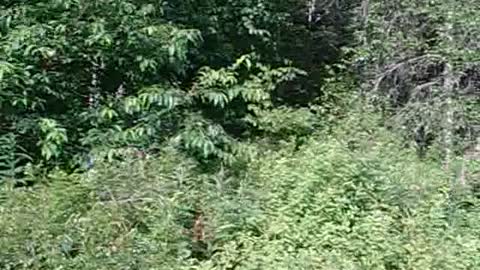 Camp Chick woods 13
