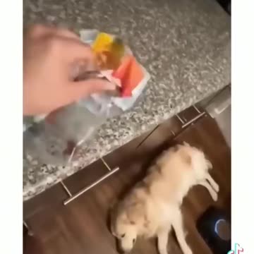 Funniest pets😁😁