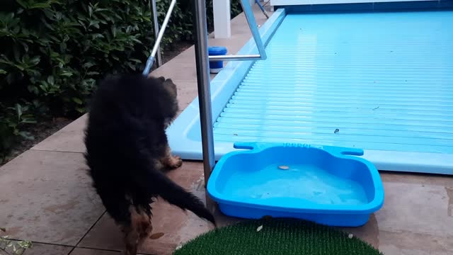 Milo Found the Foot Bath!