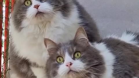 Homing system activated