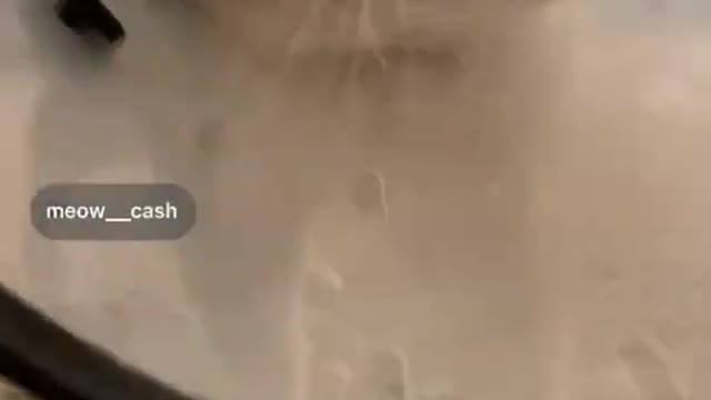 Have you ever been this close to a meow？