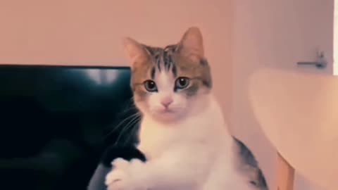 cats funny video cute cats