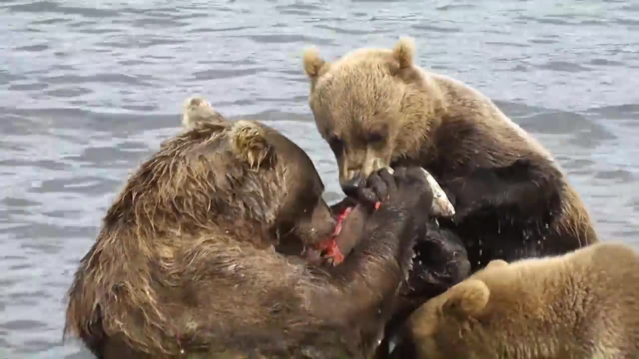 RARE SHOTS!!!The bears went fishing.