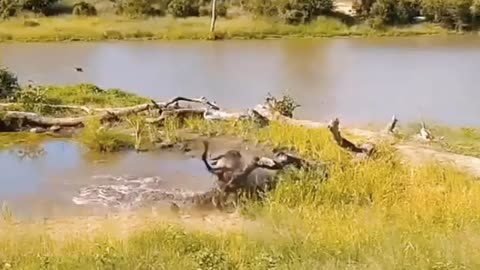 Wild Animals Top Attack Fight