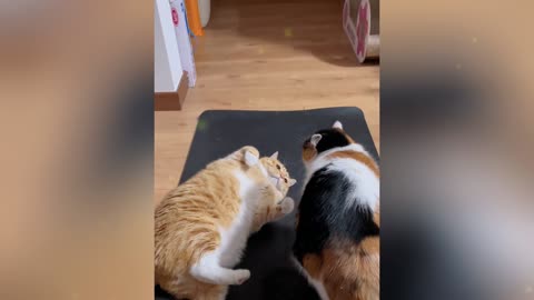Love and hate between cats