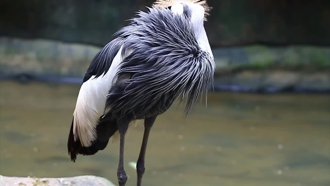 Bird cleaning their long feathers - With great music