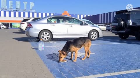 Dog eating food at parking