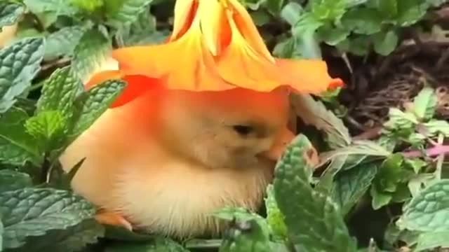 are you hiding of me little duck ? with a flower hat