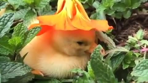 are you hiding of me little duck ? with a flower hat