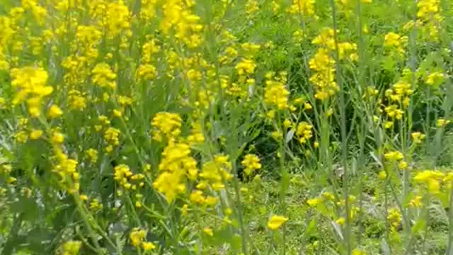 Mustard crop 1