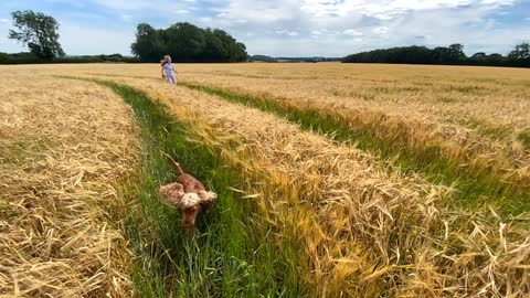 A girl and her Spaniel run through a wheat fielding slow motion on a Summer day_