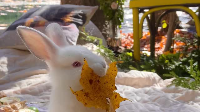video-of-a-bunny-chewing-a-leaf