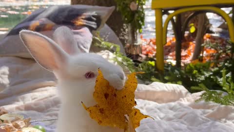 video-of-a-bunny-chewing-a-leaf