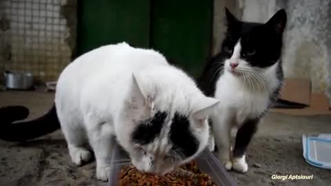 Big white cat and the black cat are showing love for food on a cold day