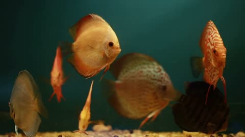 Aquarium with orange fishes