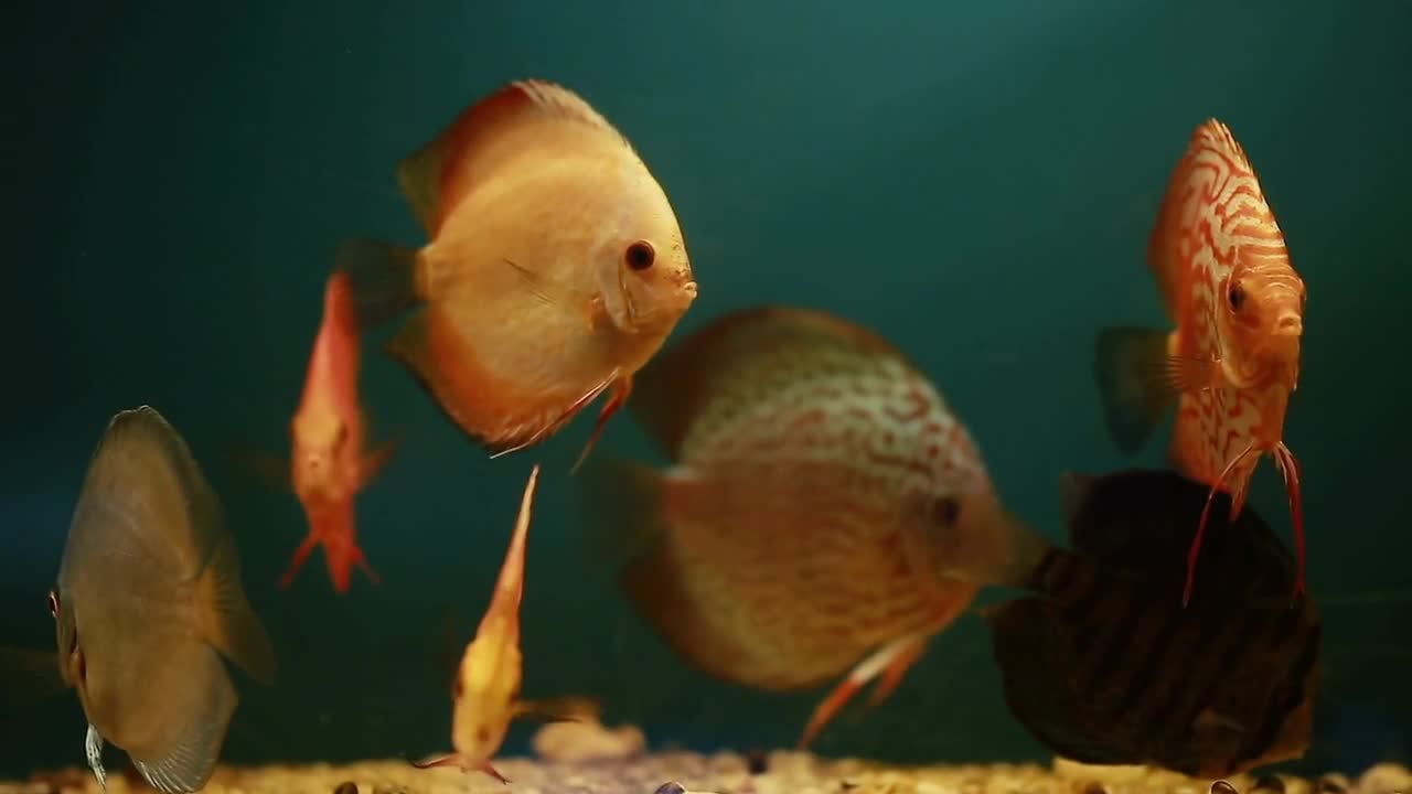 Aquarium with orange fishes