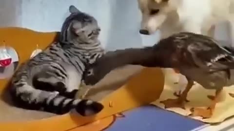 Funny animals 2023😆