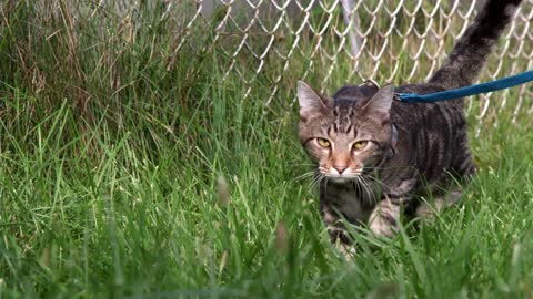Cat Walking In Garden Grass On Leash