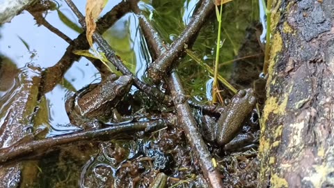 Tarahumara Frogs