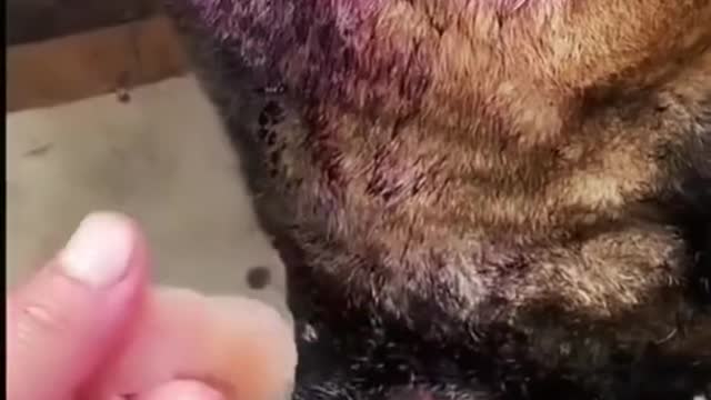 Dog comedy real open video