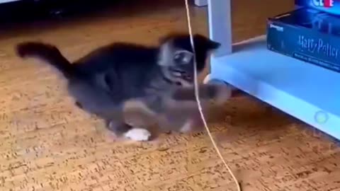 Funny Cat 😺🐈 || Viral Video 📷