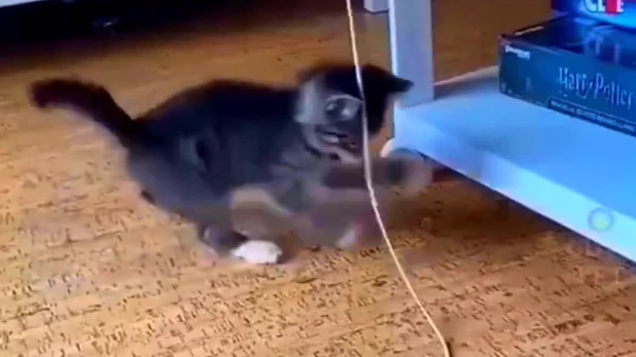 Funny Cat 😺🐈 || Viral Video 📷
