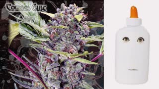 Cookies Glue Auto – GeneSeeds Bank