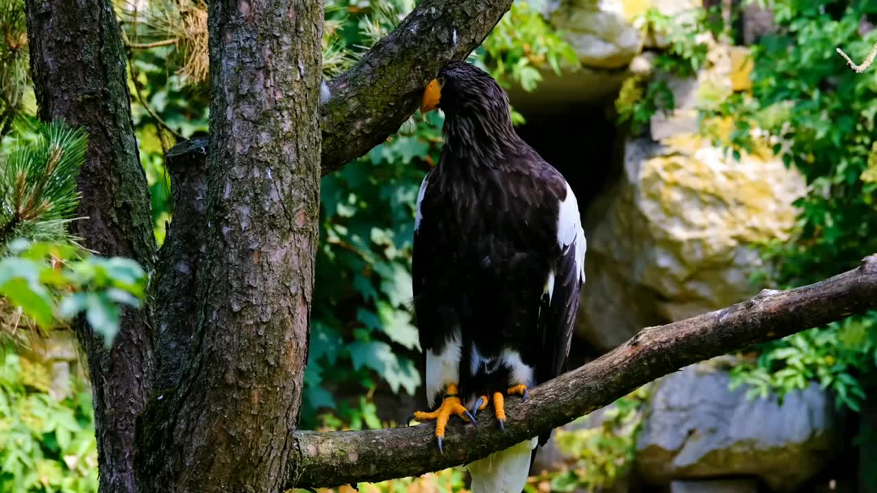 Beauty of an Eagle #nature #eagle #beautifulnature