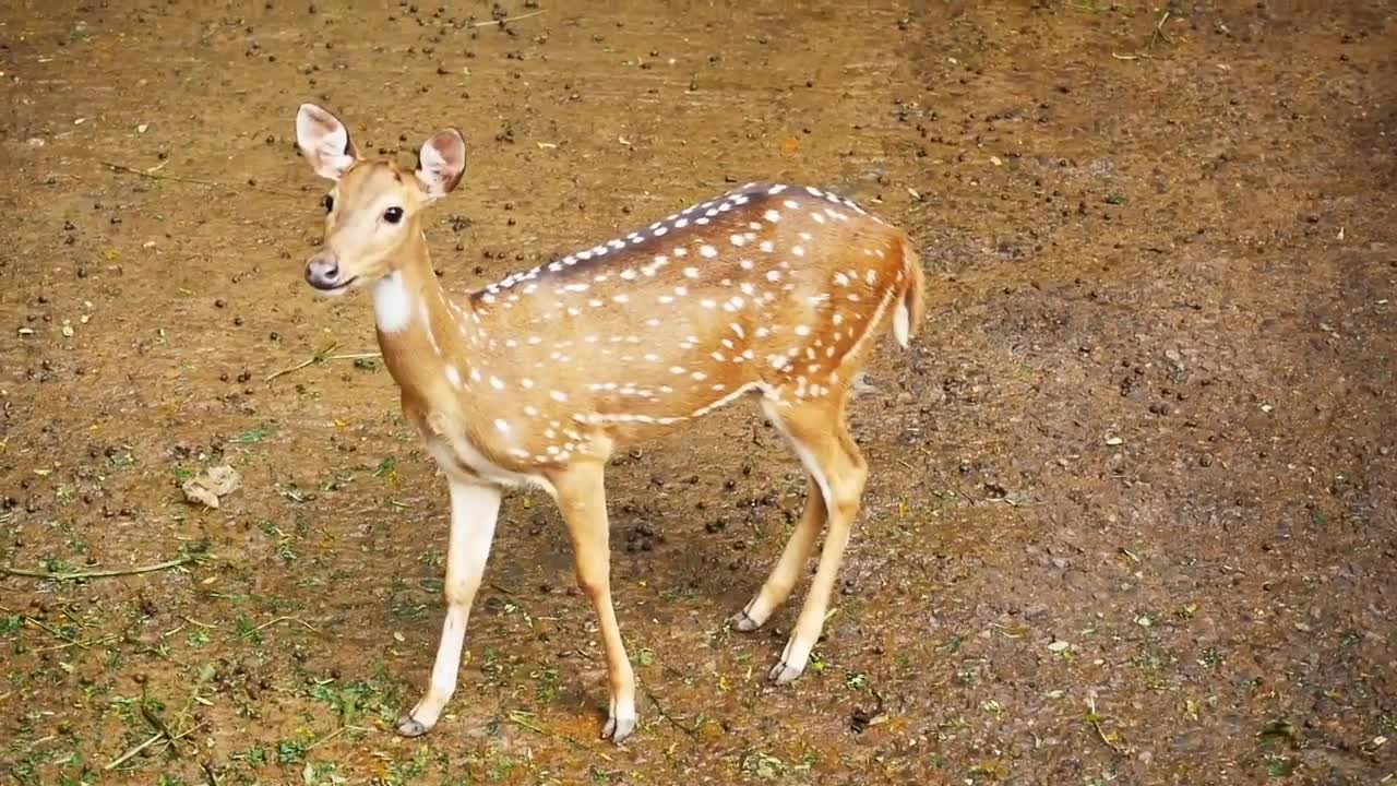 Deer innatura habitat