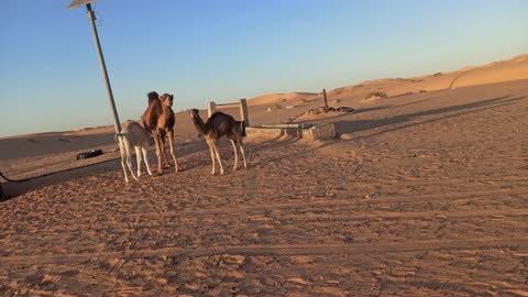 A camel sucks her baby