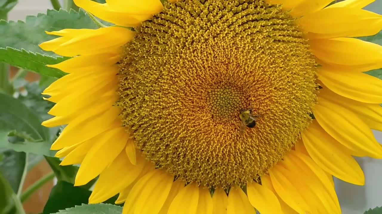 Best Relaxing Music with Rain Sound 2021