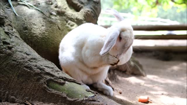 Rabbit Cuteness We love it - The Amazing Rabbit Funny Moment