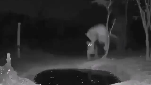 jaguar takes the biggest fright while drinking water in the swamp