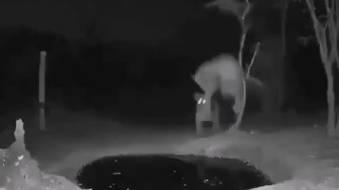 jaguar takes the biggest fright while drinking water in the swamp