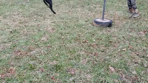 Labradog Tether Ball