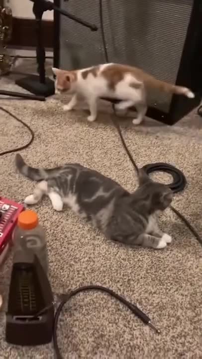 Cat Reaction to Playing Toy - Funny Cat Toy Reaction Compilation