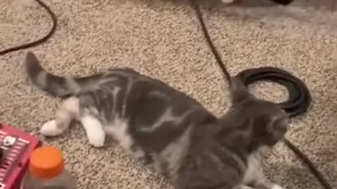 Cat Reaction to Playing Toy - Funny Cat Toy Reaction Compilation