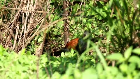 Pheasant on the forest floor
