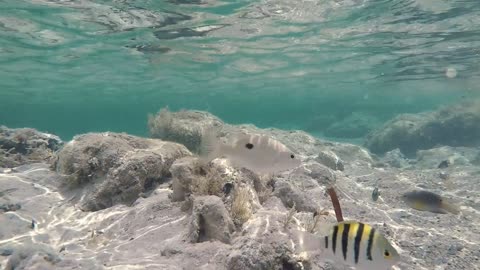 Beautiful colorful fish in Red sea