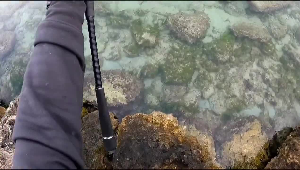 Squid Fishing Kwinana - OCTOPUS Gate Crasher