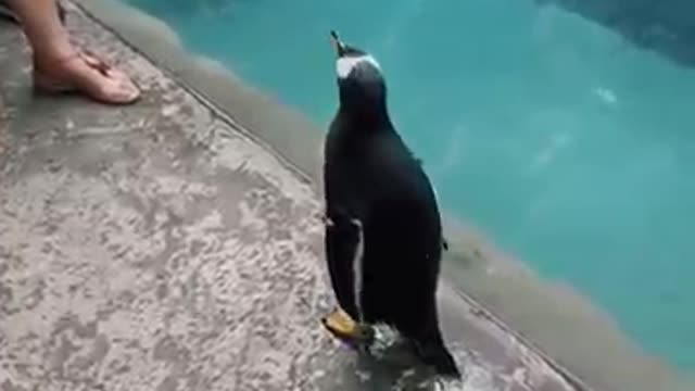 The penguin got out of his pool